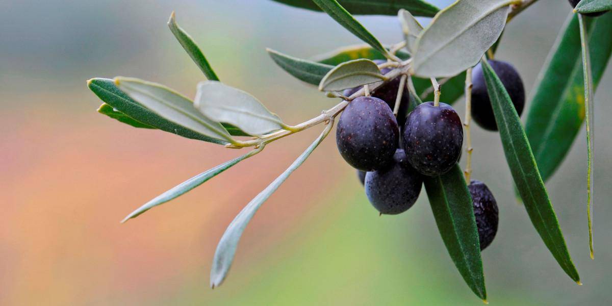 benefici per la salute dellolio extra vergine di oliva