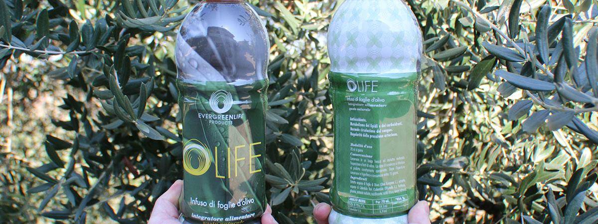infuso di foglie di olivo benefici inaspettati