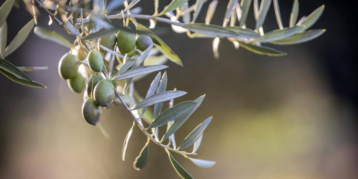 altri benefici delle foglie di olivo
