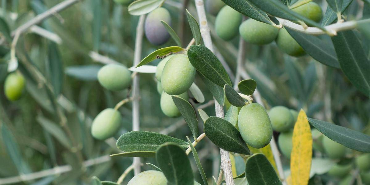 benefici del te alle foglie di olivo