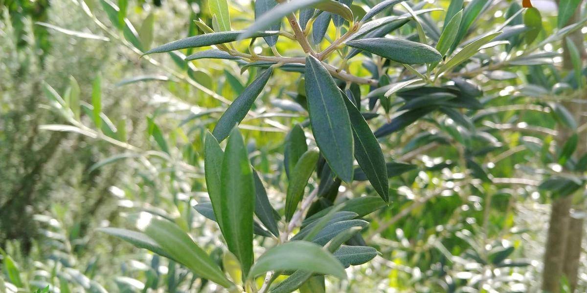 benefici del te alle foglie di olivo