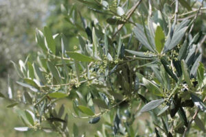 Controindicazioni ed effetti collaterali delle foglie di olivo