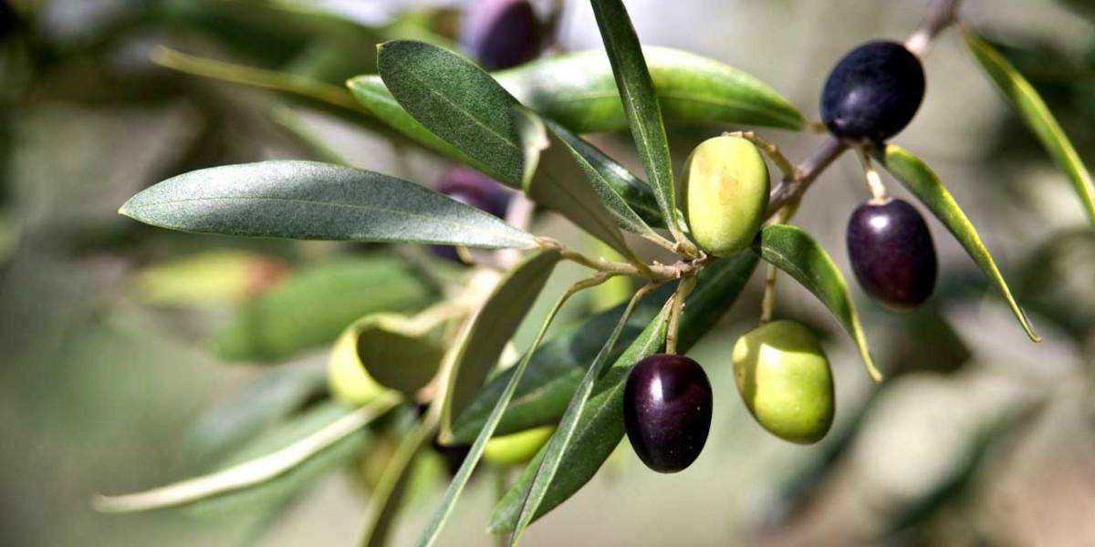 cosa fanno per te le foglie di olivo