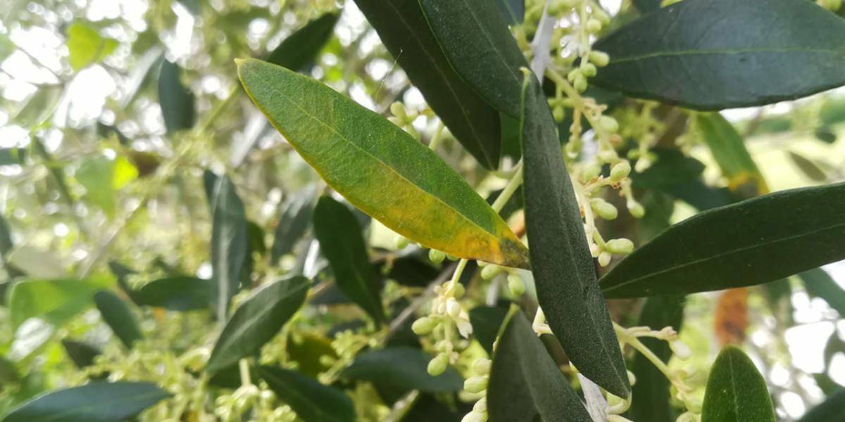 discussione benefici della foglia di olivo