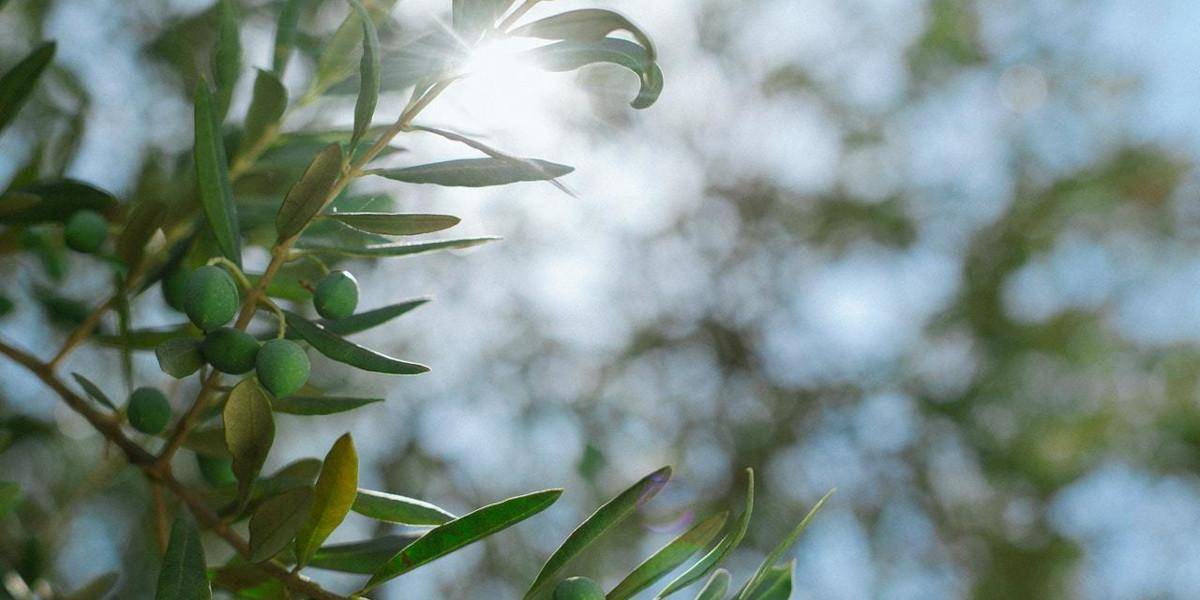 foglie di olivo caratteristiche e proprieta