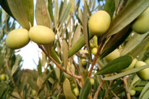 Foglie di olivo per la tensione