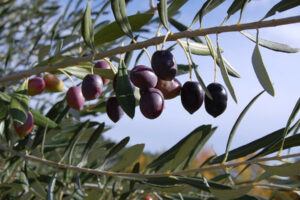 Mille e una proprietÃ  delle foglie di olivo