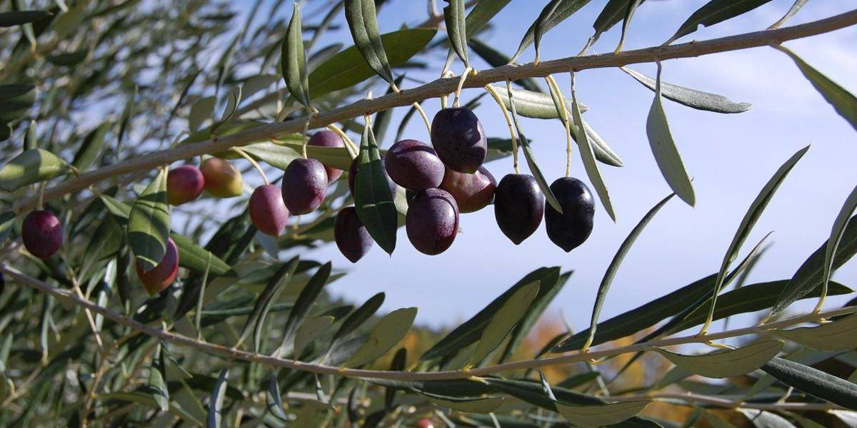 mille e una proprieta delle foglie di olivo