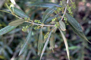 ProprietÃ  delle foglie di olivo