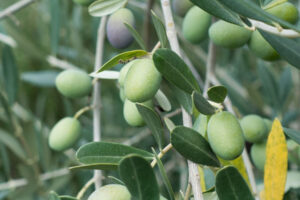 Benefici del tÃ¨ alle foglie di olivo