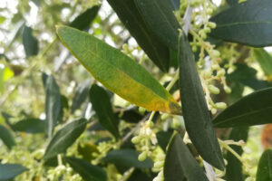 Discussione: Benefici della foglia di olivo