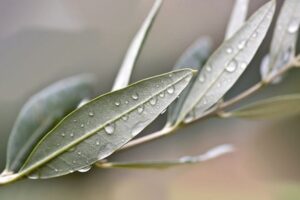 ProprietÃ  delle foglie di olivo fresche